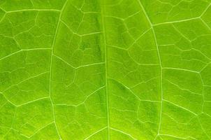 groene bladerentextuur en bladvezel, achtergrond door groen blad.