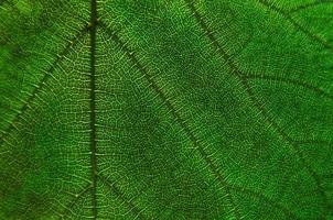 groene bladerentextuur en bladvezel, behang op detail van groen blad foto