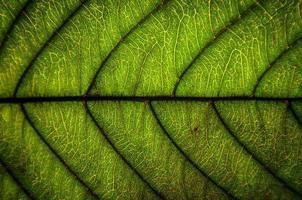groene bladerentextuur en bladvezel, behang op detail van groen blad foto