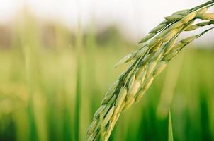 padie en rijstzaad in boerderij, biologisch rijstveld en landbouw. foto