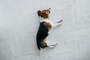 beagle hond met een gele halsband slapen op een witte houten vloer