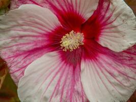 bloemen Bij de stad van papenburg foto