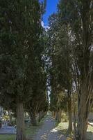 afbeelding van een met bomen omzoomd grind pad foto