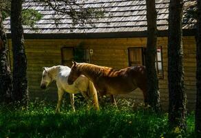 paarden in platteland foto