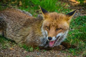 park naturel regionaal des vulkanen van Auvergne foto