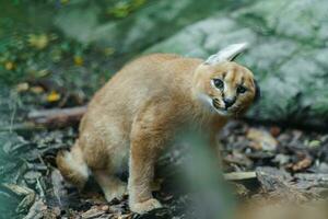 portret van caracal in dierentuin foto