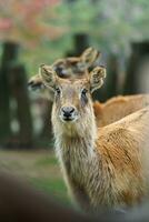 portret van Nijl lechwe in dierentuin foto