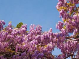 violet blauweregen aka wistaria of wysteria bloemen foto