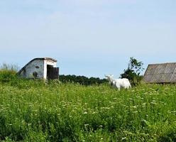 witte kleine geit met hoorns op zoek in groen gras foto