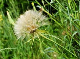 mooie pluizige bloeiende bloem paardebloem op gekleurde achtergrond foto