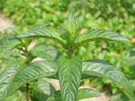 pepermuntplant, mentha piperita foto