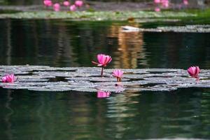 bloem van de victoria regia plant in een meer in rio de janeiro.