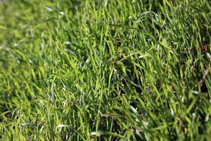 groen gras bladeren close-up achtergrond natuur prints vijftig megapixels foto