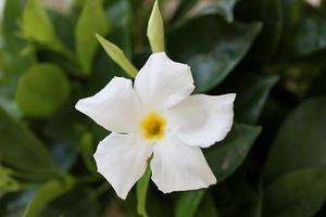 mandevilla bella bloem Chileense jasmijn familie Apocynaceae achtergrond foto