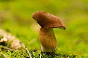 vers wild champignons uit van de Woud foto