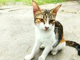 kat zittend Aan de straat. Kroatisch kat in traditioneel dorp. drie kleur kat. foto