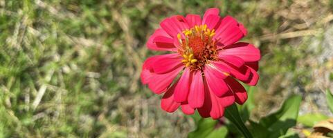 Peruaanse zinnia of Mexicaans zinnia bloem achtergrond mooi tuin madeliefje foto