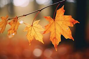 mooi herfst esdoorn- bladeren Aan natuurlijk abstract Woud achtergrond. herfst Woud landschap. symbool van vallen tijd. kopiëren ruimte. generatief ai. foto