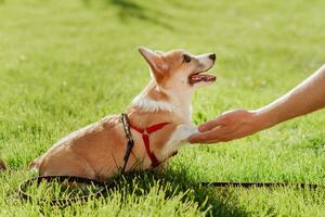 portret van een klein puppy van de corgi ras wie geeft een poot naar haar eigenaar in de zomer Aan een zonnig dag foto