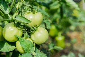 groep van vers groen tomaten toenemen Aan struiken in de dorp foto