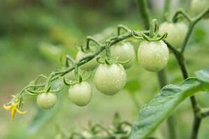 groen kers tomaten toenemen Aan struiken in de groente tuin in zomer. detailopname foto