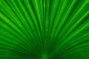 lijn structuur , lijn structuur palm blad. groen bladeren plan blad achtergrond. bladeren onder zonlicht.foto concept achtergrond en textuur. foto