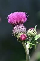 een distel bloem met Purper bloemblaadjes en groen bladeren foto