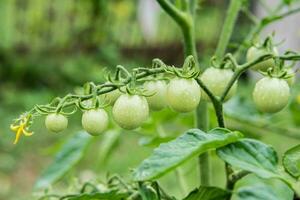 groen kers tomaten toenemen Aan struiken in de groente tuin in zomer. detailopname foto