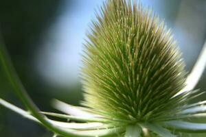 een dichtbij omhoog van een distel bloem foto