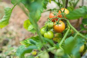 groen en rood tomaten rijpen in de groente tuin in zomer foto