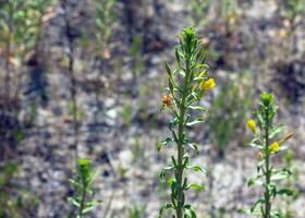 oenothera biennis bloei in juli. oenothera biennis, de gemeenschappelijk teunisbloem, is een soorten van bloeiend fabriek in de familie onagraceae. foto