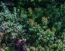 spiraea ferganensis of moerasspirea. vervaagd takken van een fabriek in zomer. droog bloem bloemblaadjes. foto