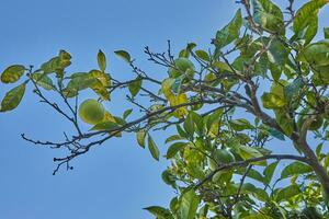 sinaasappels groeit Aan boom, tegen de blauw lucht foto