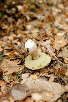 champignons seizoen, champignons toenemen in de Woud, paddestoel picker verzamelt paddestoelen, paddestoel in herfst, zoeken voor champignons in de Woud foto