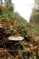 champignons seizoen, champignons toenemen in de Woud, paddestoel picker verzamelt paddestoelen, paddestoel in herfst, zoeken voor champignons in de Woud foto