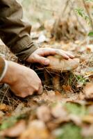 champignons seizoen, champignons toenemen in de Woud, paddestoel picker verzamelt paddestoelen, paddestoel in herfst, zoeken voor champignons in de Woud foto