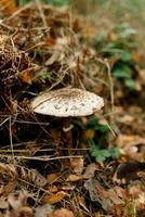 champignons seizoen, champignons toenemen in de Woud, paddestoel picker verzamelt paddestoelen, paddestoel in herfst, zoeken voor champignons in de Woud foto