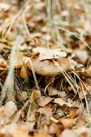 champignons seizoen, champignons toenemen in de Woud, paddestoel picker verzamelt paddestoelen, paddestoel in herfst, zoeken voor champignons in de Woud foto