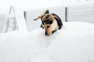 schattige hond van gemengd ras die in de sneeuw in de achtertuin speelt foto