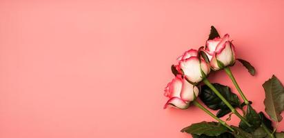 roze rozen op effen roze achtergrond foto