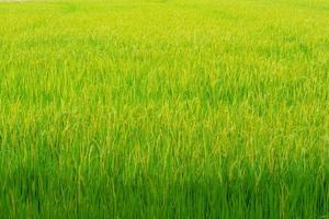 gouden rijstveld foto
