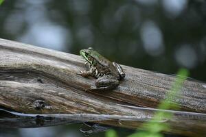 fantastisch vastleggen van een kikker Aan een log foto