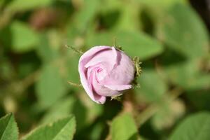 sierlijk licht roze rozenknop begin naar bloeien foto