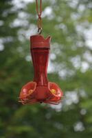 rood suiker water in de kolibrie voeder foto