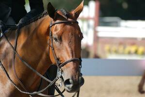 gevlochten kastanje warm bloed paard onder zadel foto