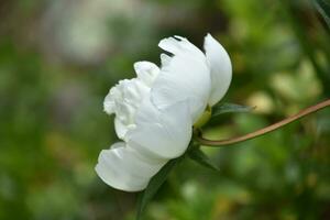 verbijsterend wit pioen bloem bloesem in een tuin foto