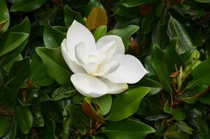 mooi bloeiend wit magnolia struik met een bloem bloesem foto