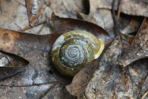 groen land- slak in haar spiraal schelp foto