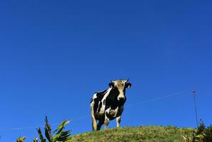 schattig wit en zwart stier Aan een heuvel foto