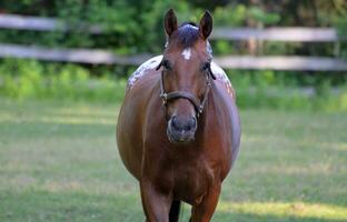 aardbei roan appaloosa pony in een veld- foto